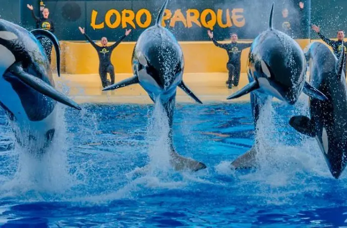 Apartamento Terrace On Puerto *